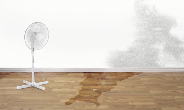 Best Water damage contractors near me  in Boulder Hl, IL